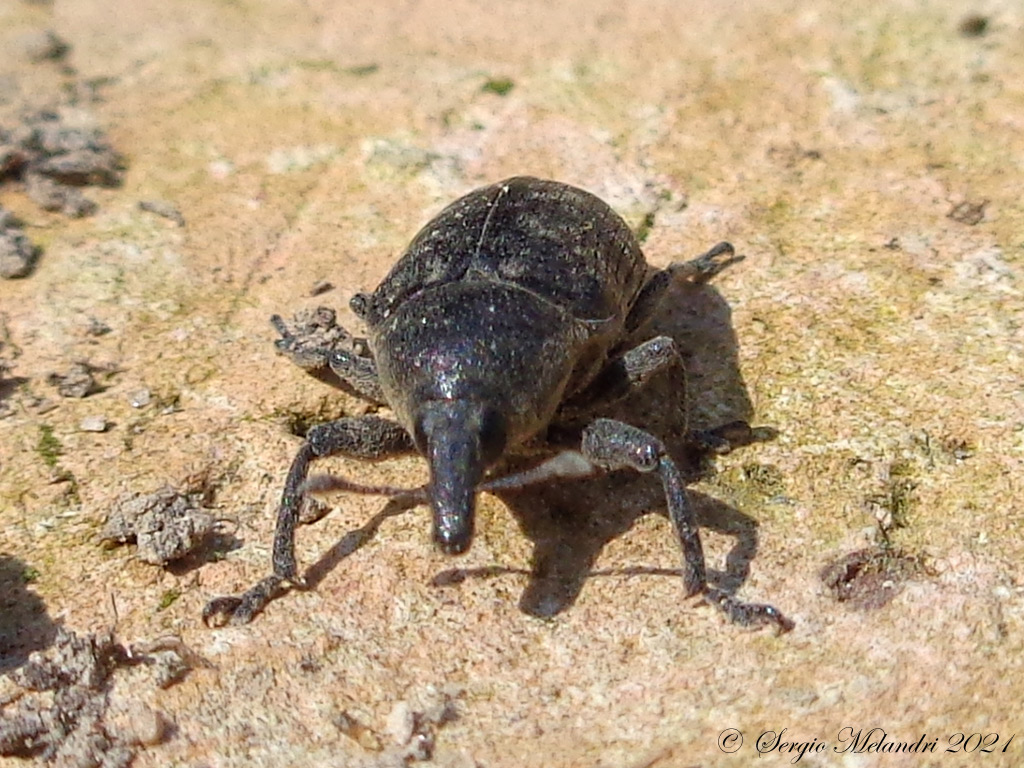 Larinus sp ?  S, Larinus turbinatus